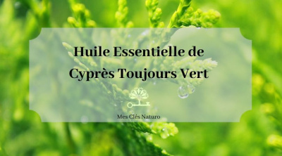 L'huile essentielle de Cyprès Toujours Vert