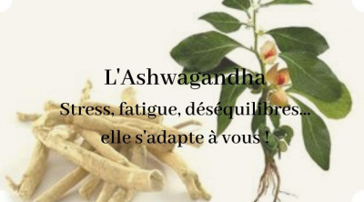 L'Ashwagandha : une plante adaptogène