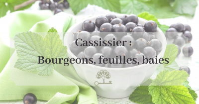 Le cassissier, il a tout pour lui !