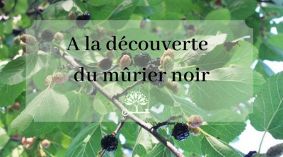 A la découverte du Mûrier Noir